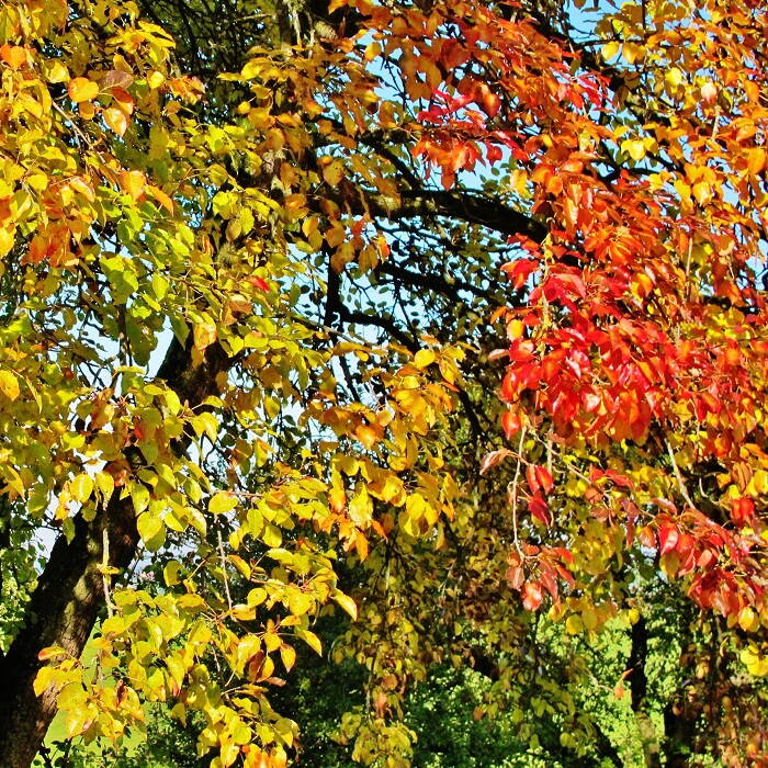 herbstferien.jpg